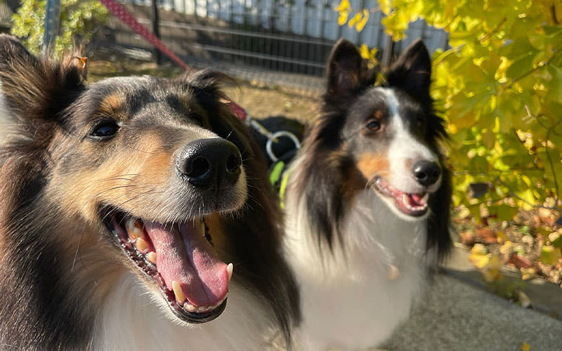 ペットシッター (お散歩代行)