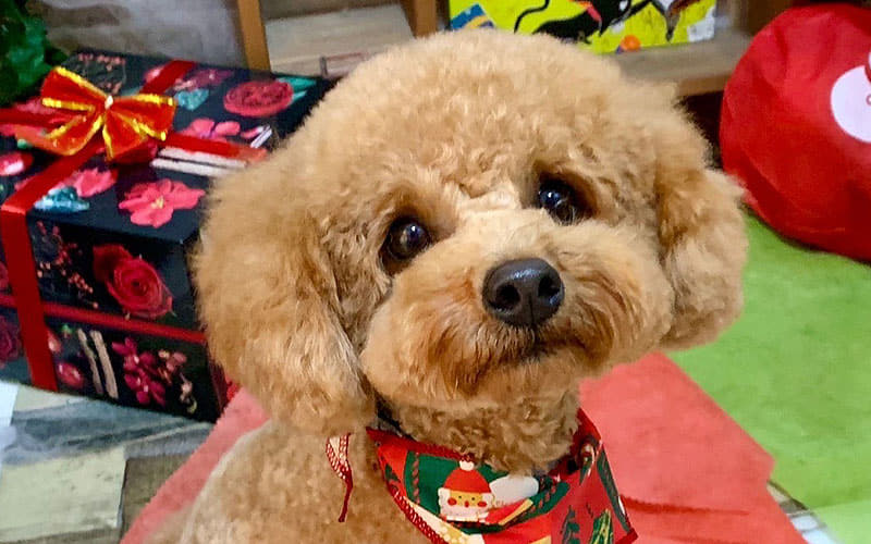 トリミング (シャンプー・ケア)