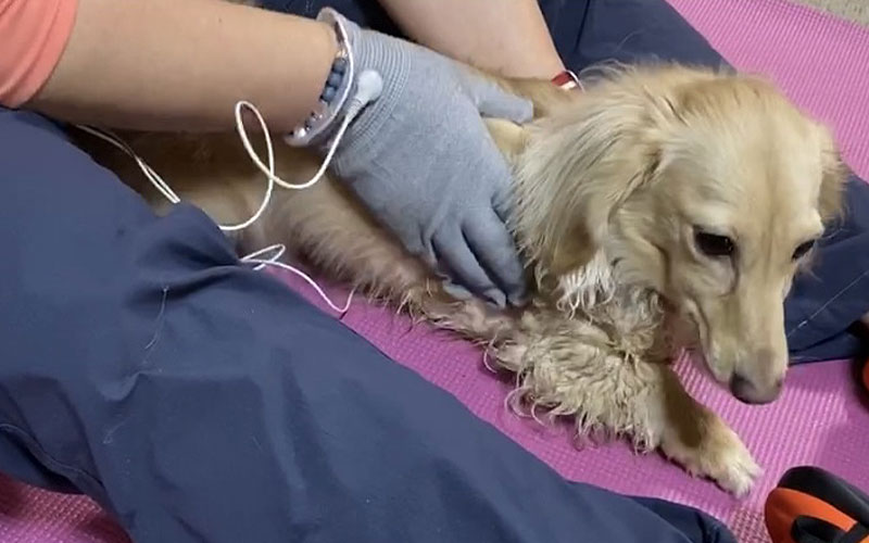 老犬介護・リハビリ （犬の整体）