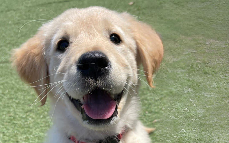 ご相談・レッスン (カウンセリング)