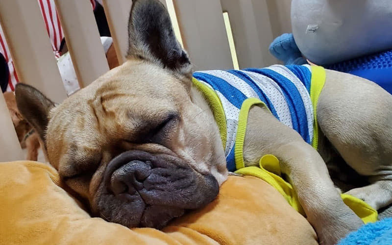 ペットホテル
(お泊り保育)