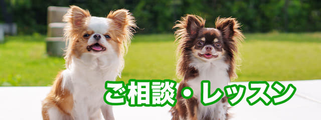 ご相談・レッスン
(カウンセリング)