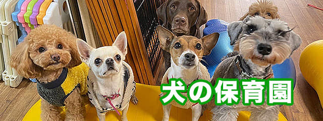 犬の保育園 (お預かりトレーニング)