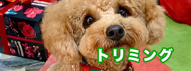 トリミング(シャンプー・ケア)