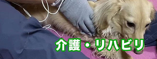 介護・リハビリ （犬の整体）
